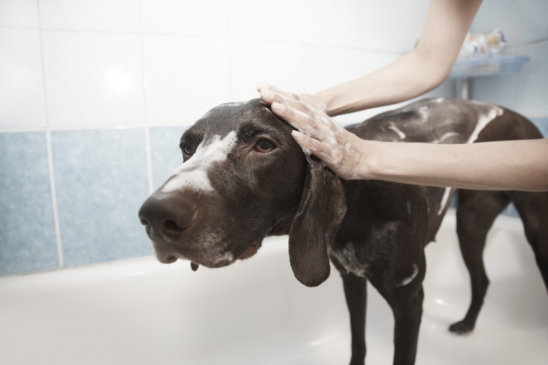 toiletteur-BEZAUDUN LES ALPES-min_dog-1178365_1280