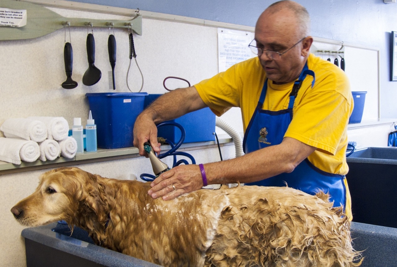 toiletteur-BEZAUDUN LES ALPES-min_dog-bath-682169_1280